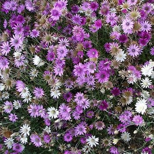 Xeranthemum Annuum Seeds