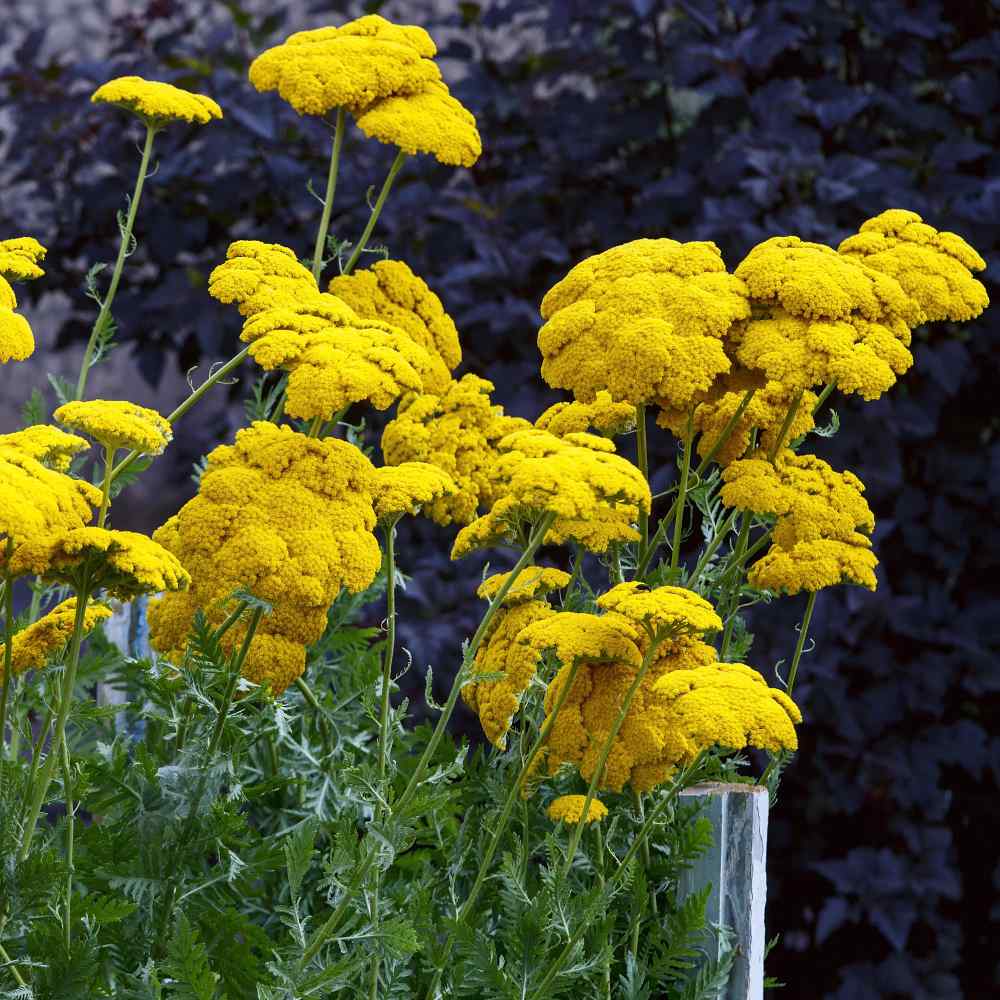 Wild Yarrow Plant