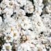 Pearl Yarrow Wildflowers