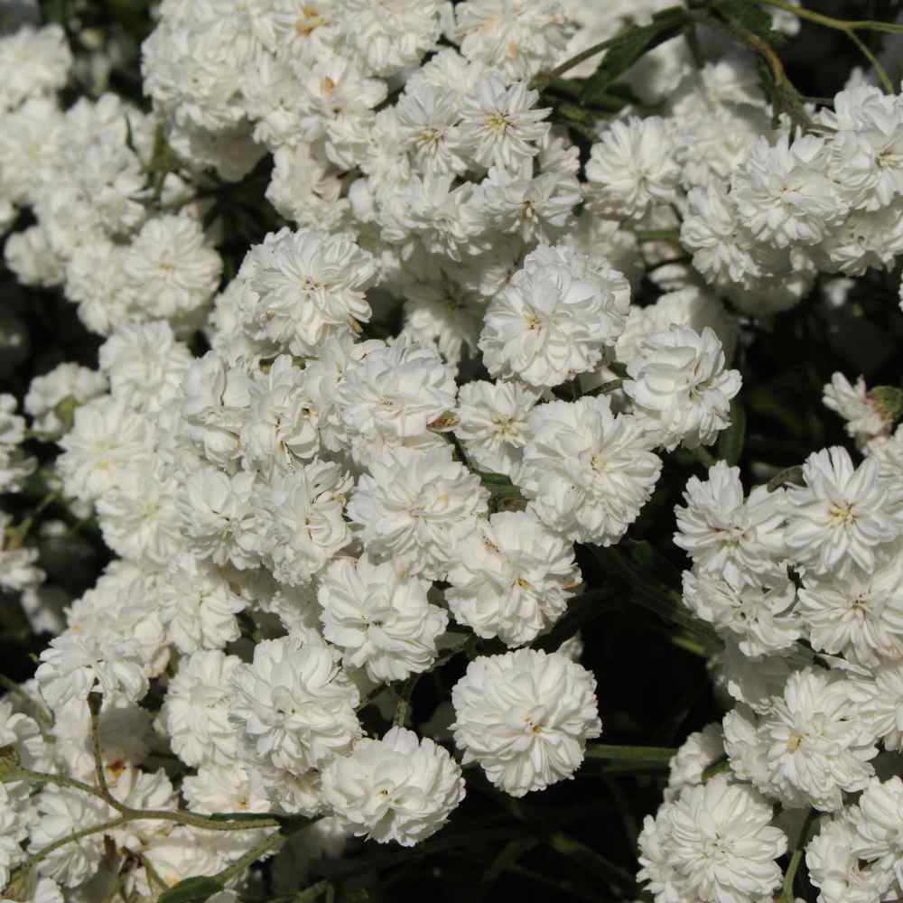 Yarrow Seeds | Pearl