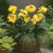 Canna Yellow Container Plant
