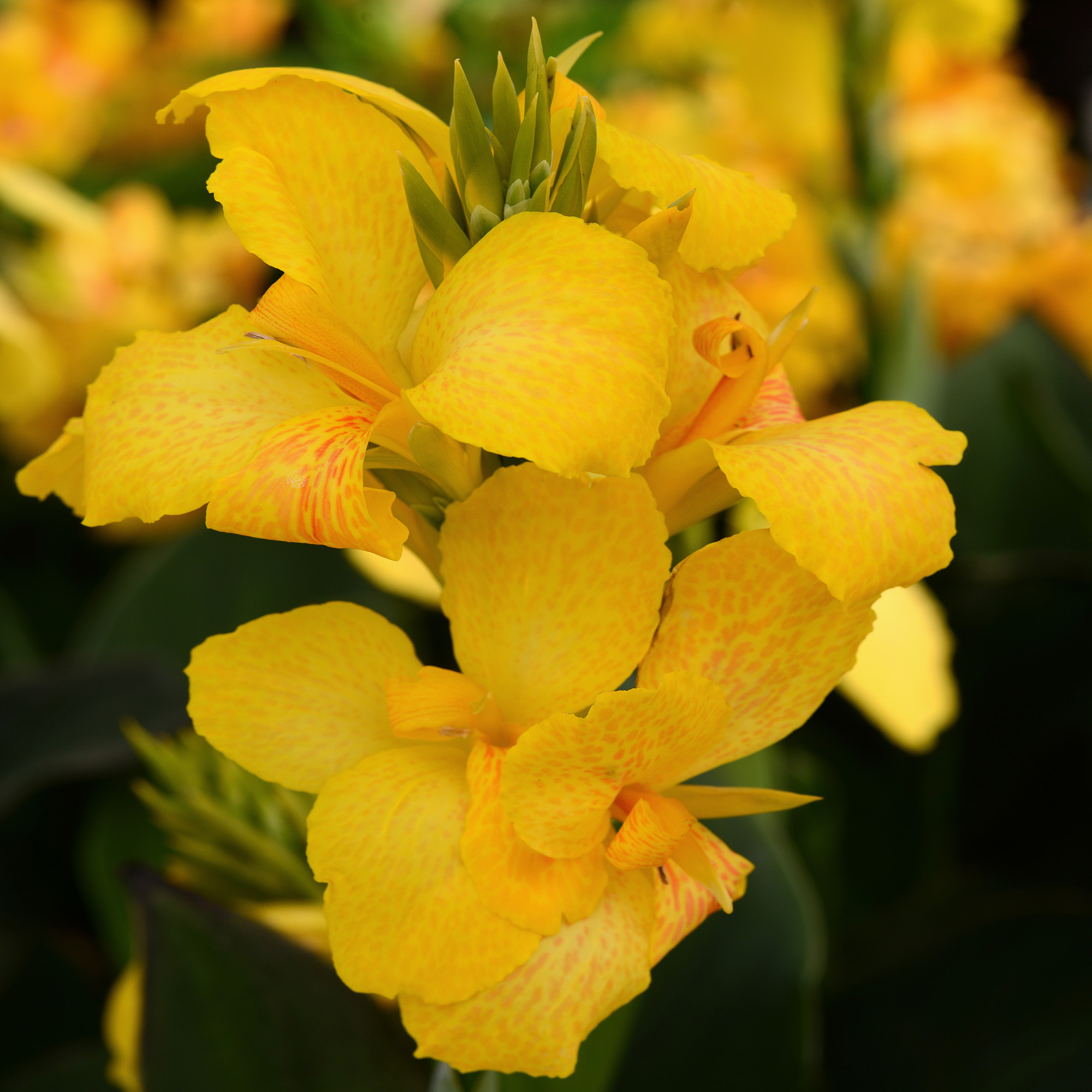 Perennial Canna Yellow