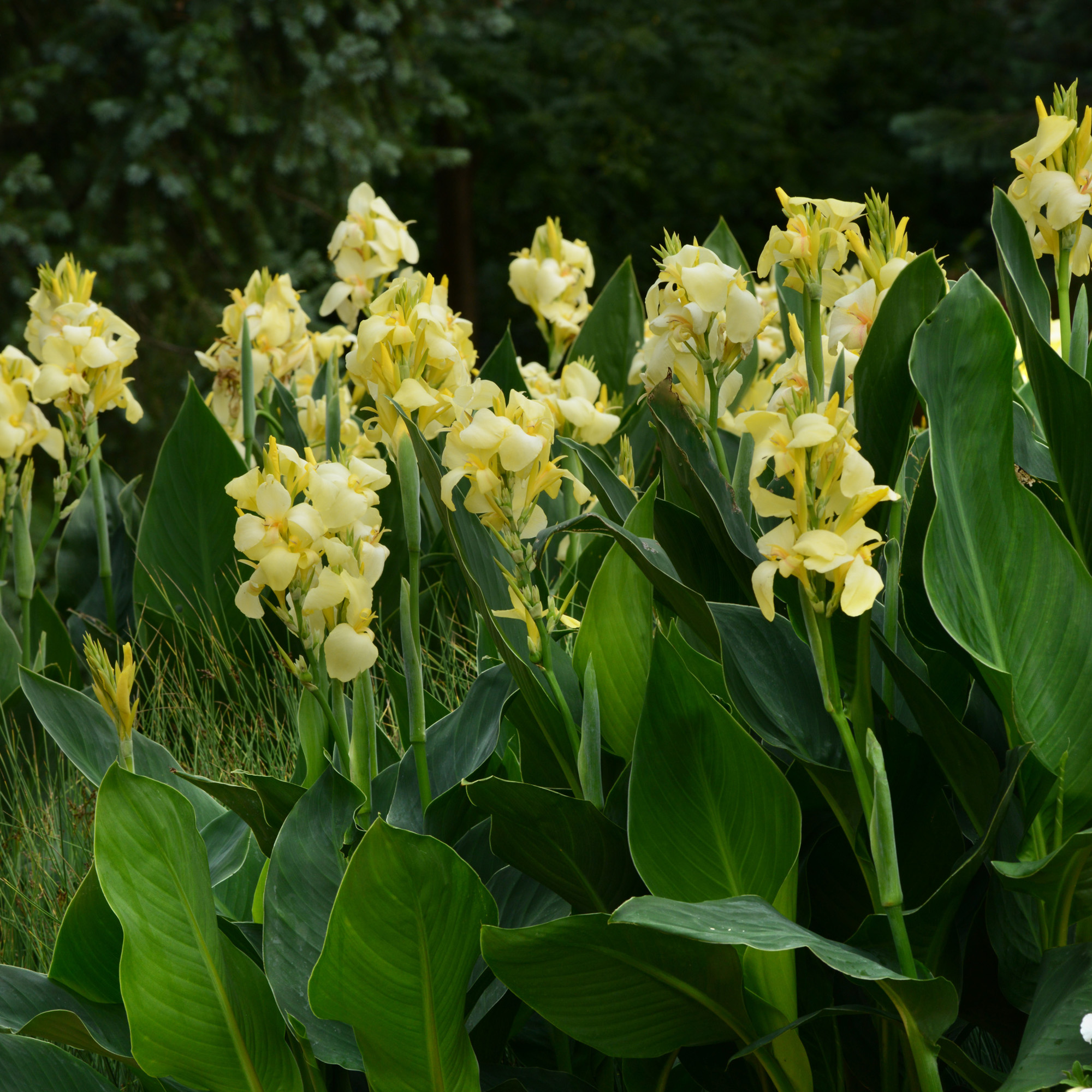 Canna Yellow In Landscape