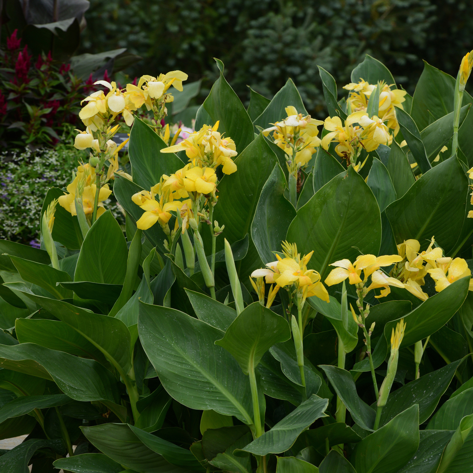 Perennial Canna Yellow Plants