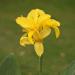 Canna Yellow Foliage Plants