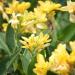 yellow canna flowers