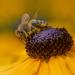 Bee On Echinacea Paradoxa Wild Flower