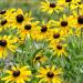 Perennial Yellow Coneflower Wildflowers