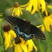 Butterfly On Echinacea Yellow Coneflower Flowers