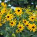 yellow coneflower blooms