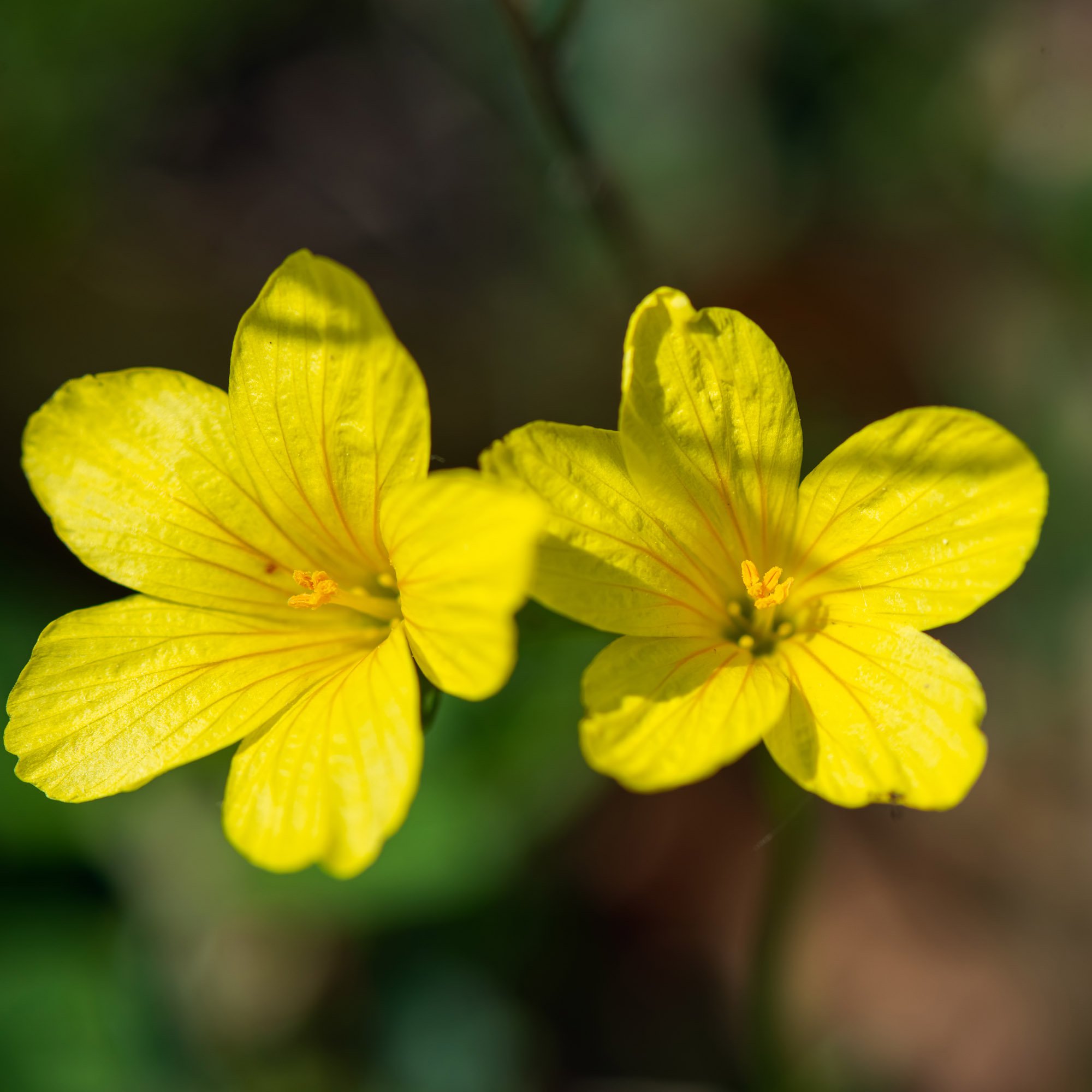 Yellow Flax Garden Flowers