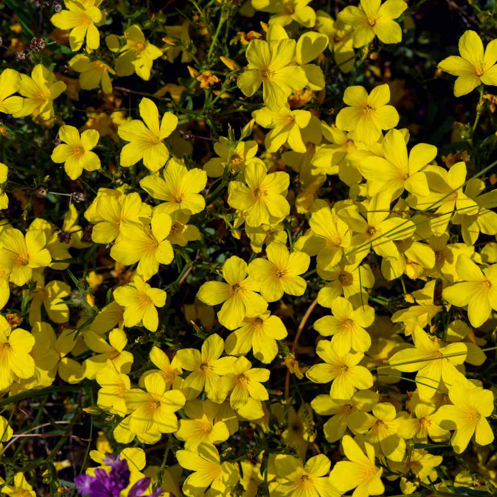 Yellow Flax Flowers