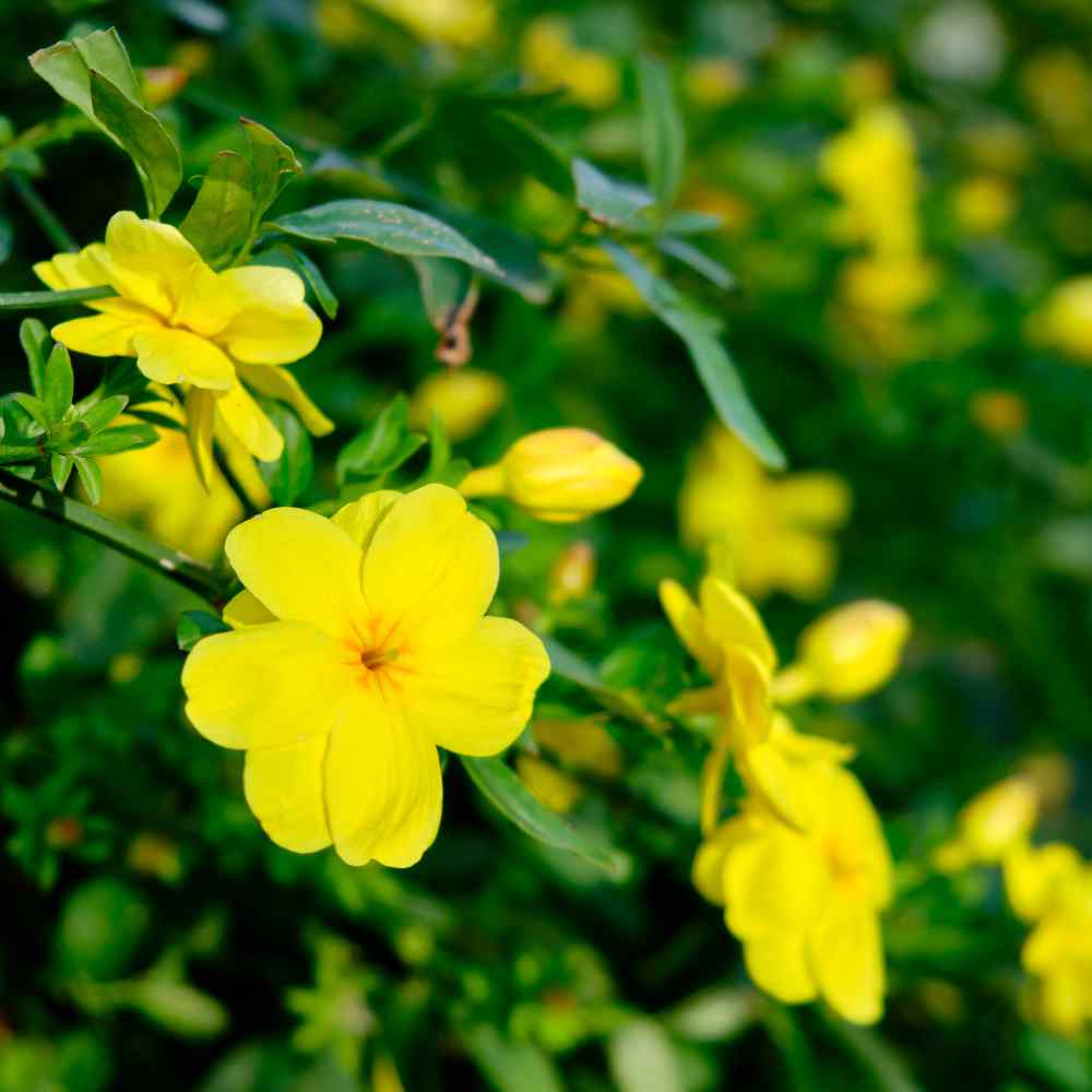 yellow flax flowers