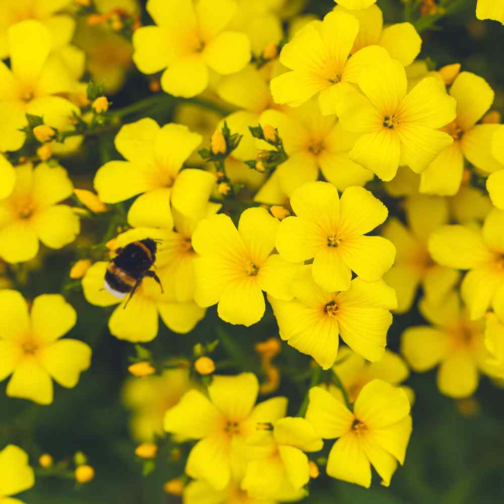 Yellow Flax Plants