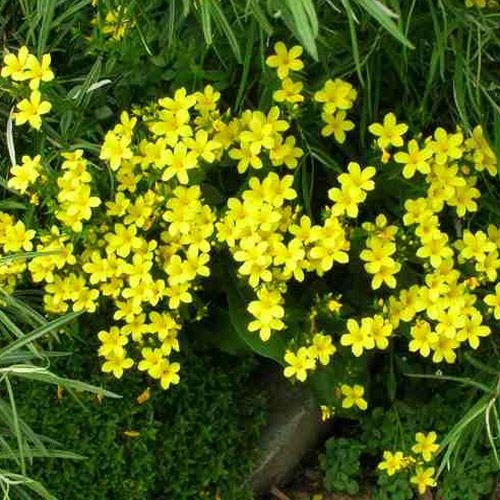 Linum Flavum Compactum Yellow