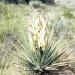 Yucca Baccata Plant Seeds