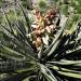 Yucca Baccata Plants