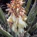 Banana Yucca Baccata Plants