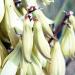 Yucca Baccata Drought Tolerant