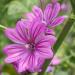 Zebrina Hollyhock Flower Seed