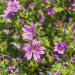 Zebrina Hollyhock Flowers