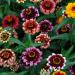 Zinnia Aztec Sunset Flower Seeds