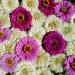Zinnia Blueberry Cheesecake Flower Seeds