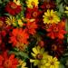 Zinnia Zahara Bonfire Flower Seed Mix