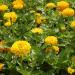 Zinnia Elegans Dahlia Flowered Canary Bird