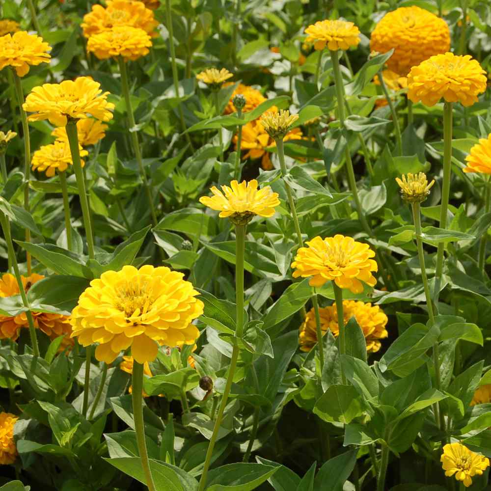Zinnia Seeds Canary Bird Zinnia Flower Seed