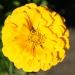 Zinnia Canary Bird Flowers