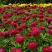 Zinnia Cherry Queen