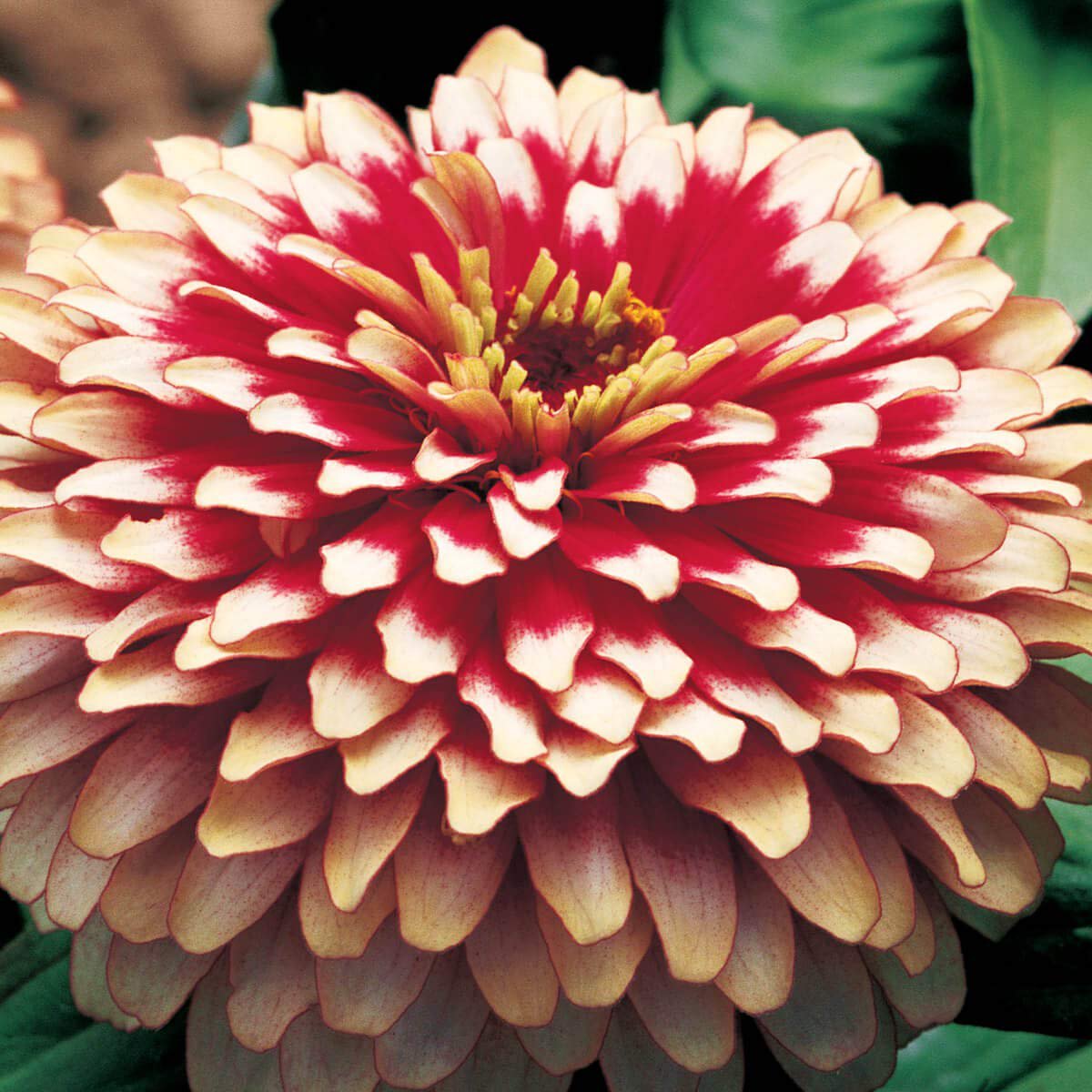 Zinnia Seeds | Cherry Ivory