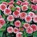 Zinnia Swizzle Cherry Ivory Plants