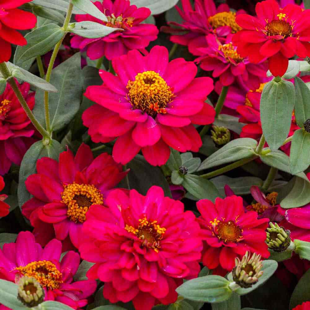 Zinnia Profusion Double Hot Cherry Flower Seeds