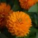 Zinnia Zahara Double Orange