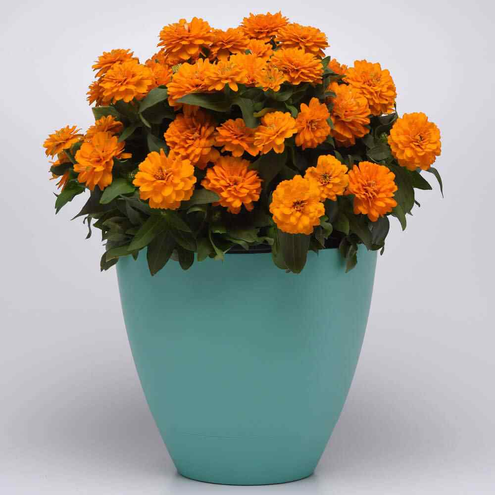 Zinnia Seeds | Orange Bright