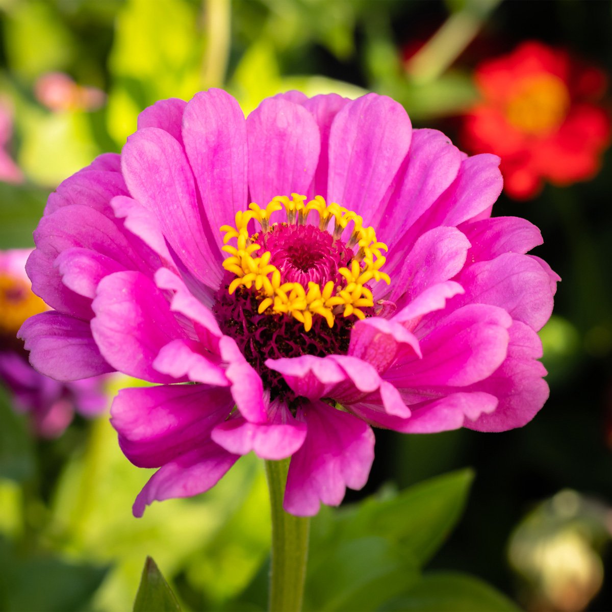 Dahlia Flowered Zinnia Seeds Dream Zinnia Flower Seed