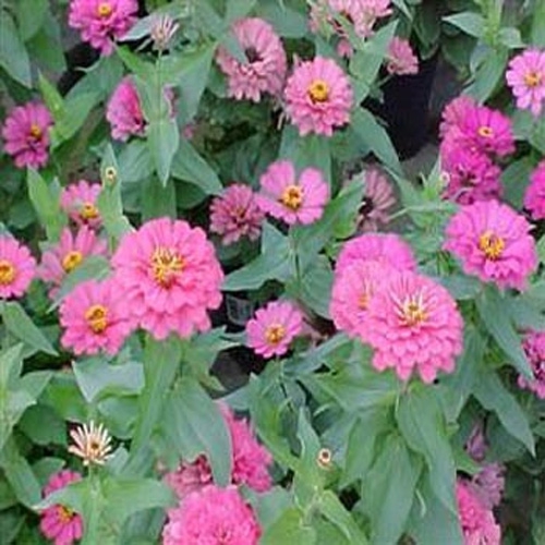 Dahlia Flowered Zinnia Seeds Dream Zinnia Flower Seed
