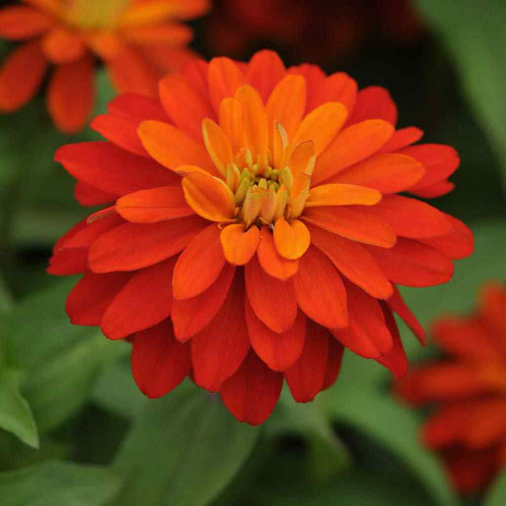 Outsidepride Zinnia Zahara Flower Seeds - Thumbnail 3