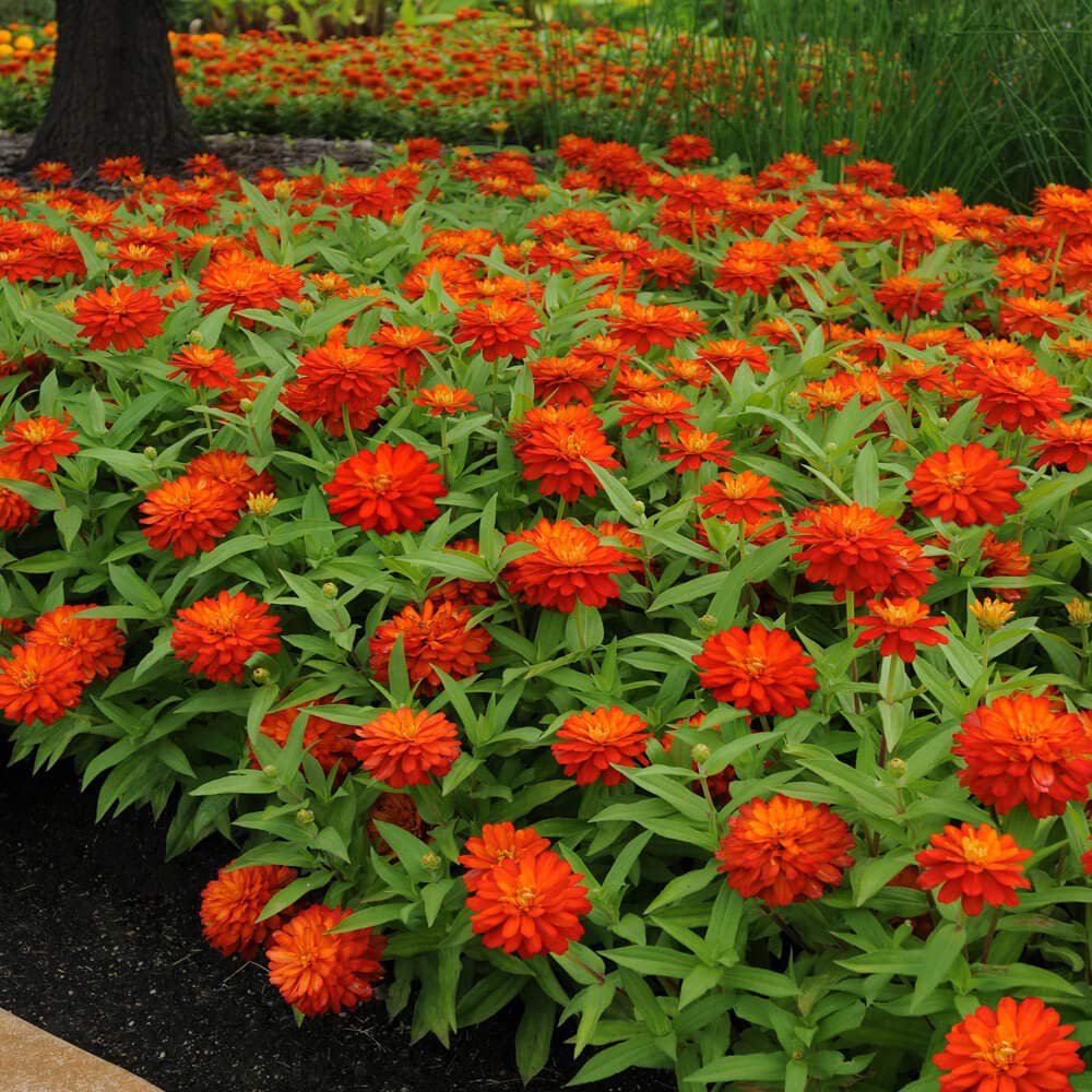 Outsidepride Zinnia Zahara Flower Seeds - Thumbnail 2
