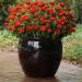 Zinnia Fire Garden Plant Seeds