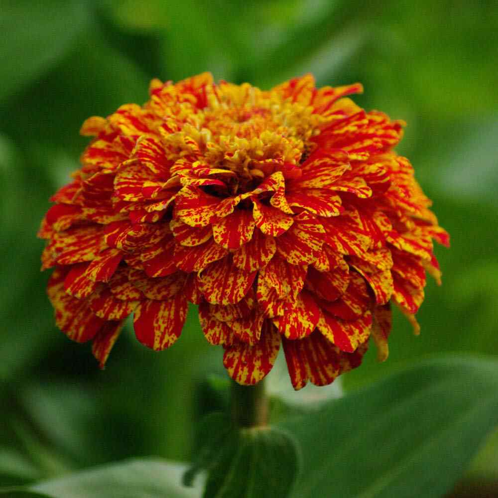 Zinnia Flower Seeds Pop Art Golden Red
