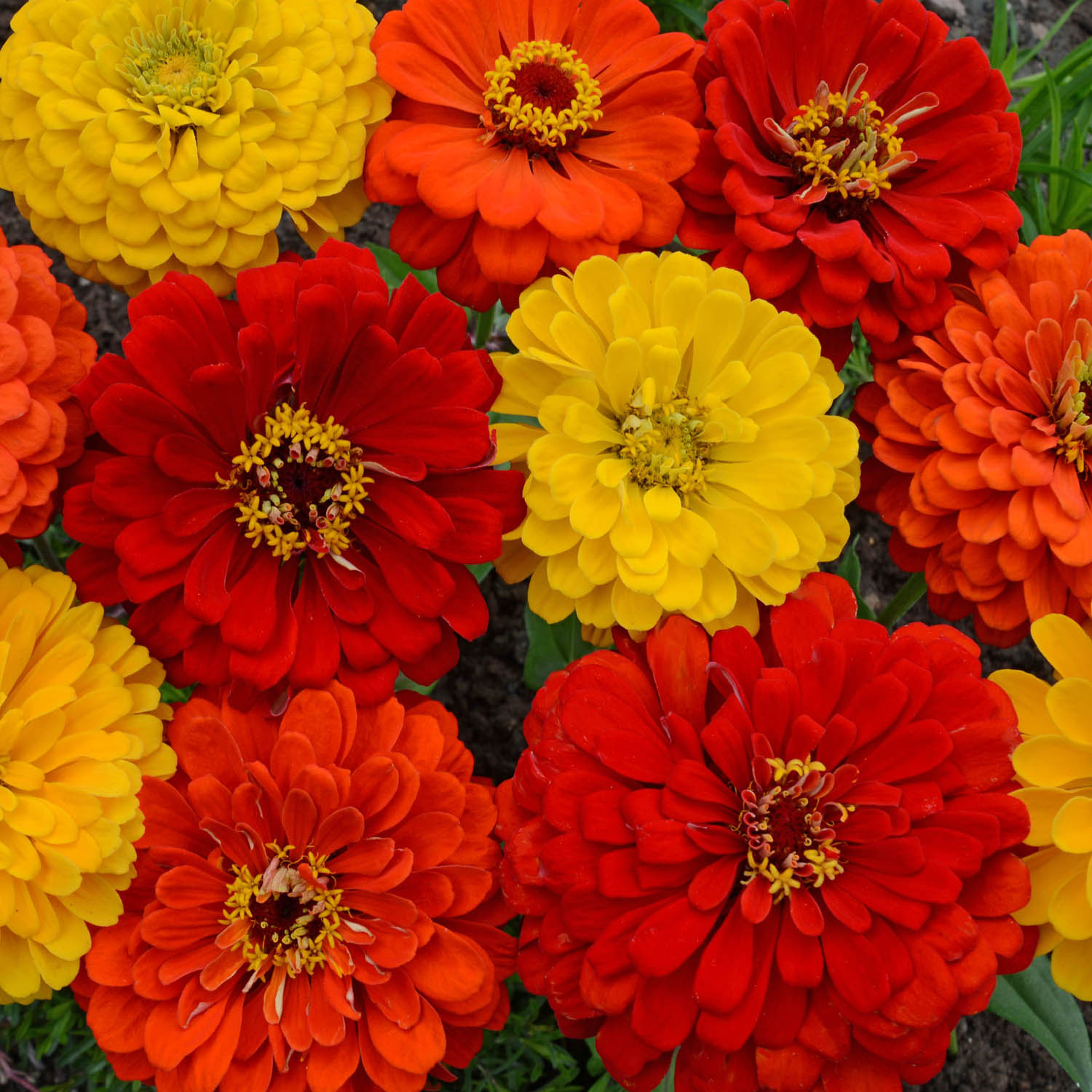 Zinnia Elegans Lava Lamp Flower Seed Mixture