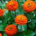 Zinnia Elegans Lilliput Orange Flowers