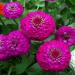 Zinnia Elegans Lilliput Purple Flowers