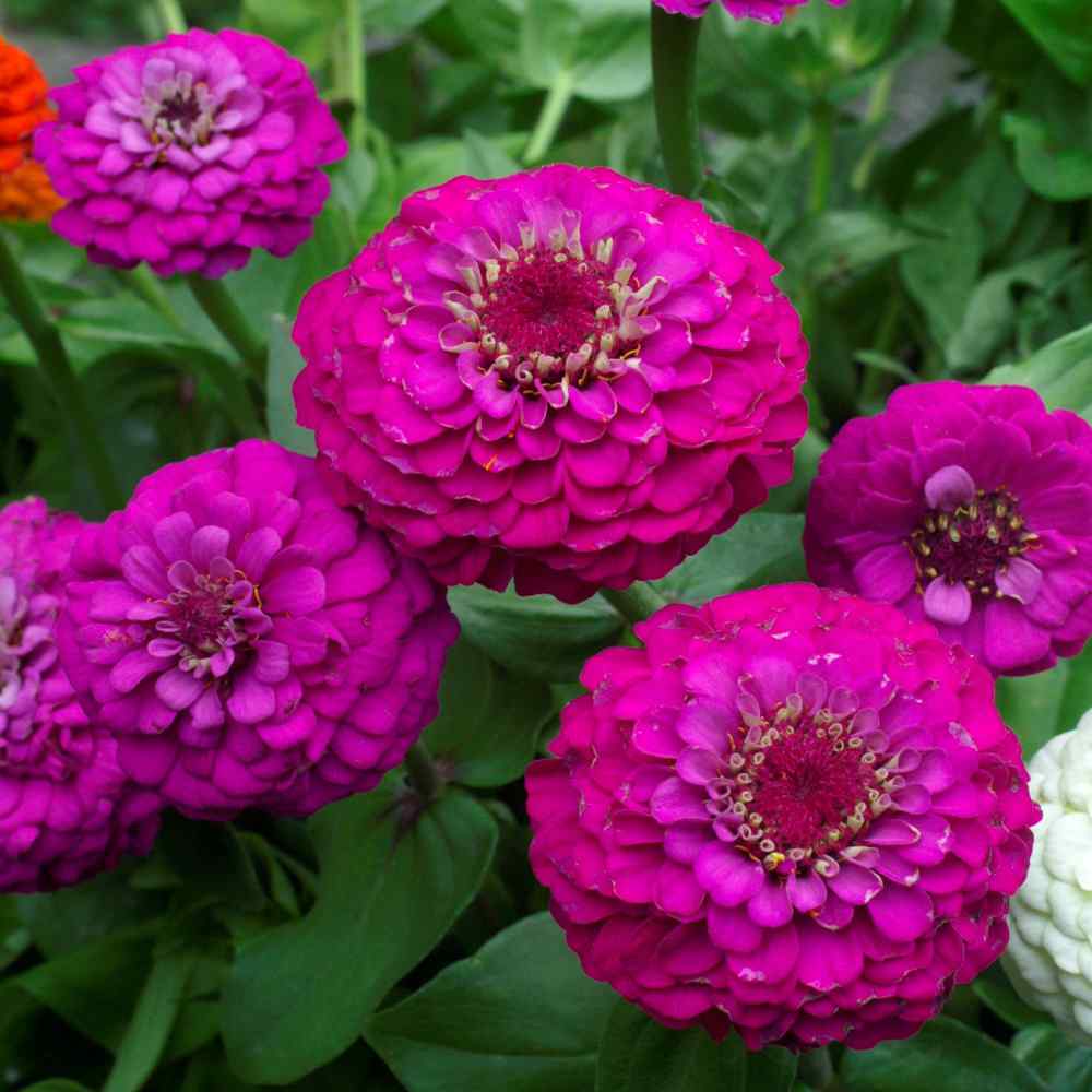 Zinnia Seeds | Purple Lilliput