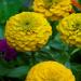 Zinnia Lilliput Yellow Garden Flowers