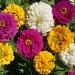 Zinnia Flower Mardi Gras Seed Mix