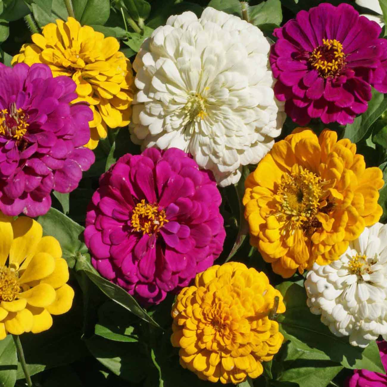 Zinnia Elegans Mardi Gras Flower Seed Mix